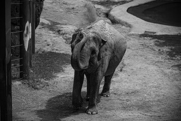 A large elephant at the zoo