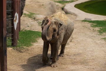Naklejka premium A large elephant at the zoo
