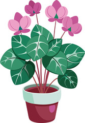 Cyclamen in small pot
