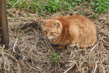 Cat on the Cat Island or Aoshima Island, Ehime