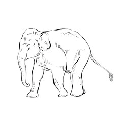Illustration Hand Drawn Elephant, ink style on white background, Animal Concept.