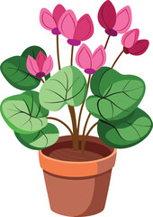 Cyclamen in small pot