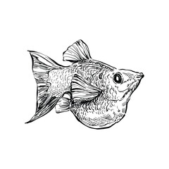 Illustration Hand Drawn Molly Fish, ink style on white background, Animal Concept.