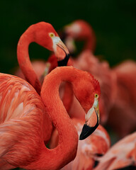 Caribbean flamingo in artificial habitat.
The Caribbean flamingo (Phoenicopterus ruber) is a species of bird from the flamingidae family. 
Four flamingo species are distributed throughout the Americas