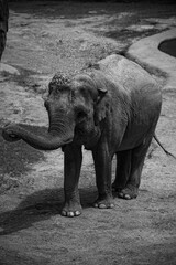 A large elephant at the zoo