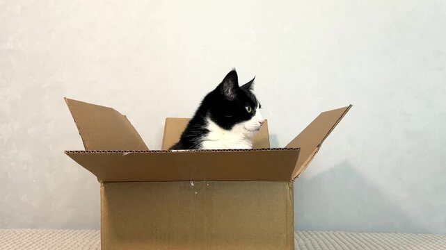 Mischievous black and white cat peeks out from delivery box, paws gripping the edges. Playful curiosity of young cats in simple household settings.