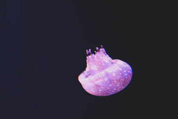 Glowing Spotted Jellyfish Floating in Dark Blue Ocean