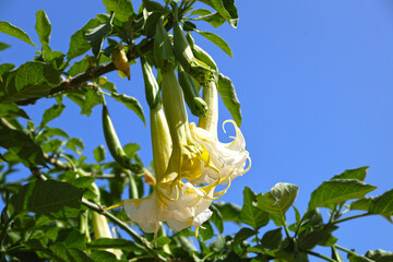 Blooming Brugmansia flowers, Mallorca island.