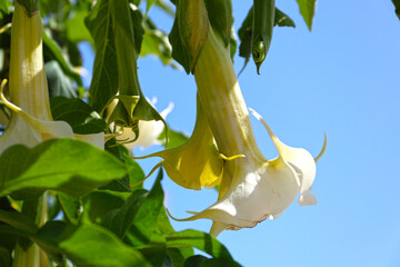 Blooming Brugmansia flowers, Mallorca island.