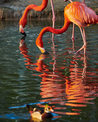 Caribbean flamingo in artificial habitat.
The Caribbean flamingo (Phoenicopterus ruber) is a species of bird from the flamingidae family. 
Four flamingo species are distributed throughout the Americas