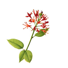 Illustration botanique / Strychnos toxifera / Curare