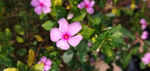 Pink flower