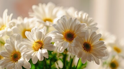Fototapeta premium A bouquet of white daisies, yellow in the center, arranges in front of a bright window, catching the sunlight, and the soft, blurred undertones create a fresh and serene atmosphere.