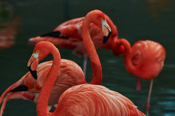 Caribbean flamingo in artificial habitat.
The Caribbean flamingo (Phoenicopterus ruber) is a species of bird from the flamingidae family. 
Four flamingo species are distributed throughout the Americas