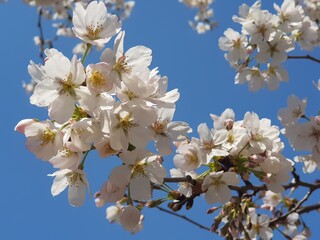 Obraz premium Cherry blossoms and sky in South Korea 