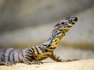 Obraz premium Portrait of a Lace Monitor observing on a stone in a vivarium. Varanus varius, ZooParc de Beauval, Saint Aignan sur Cher, Loir et Cher 41, Région Pays de la Loire, France, European Union, Europe