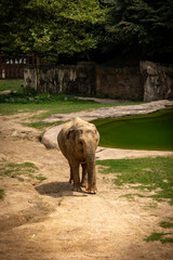 A large elephant at the zoo