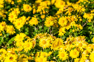 Yellow chrysanthemum flowers in a close up, spring concept