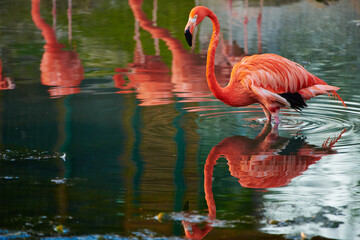 Caribbean flamingo in artificial habitat.
The Caribbean flamingo (Phoenicopterus ruber) is a species of bird from the flamingidae family. 
Four flamingo species are distributed throughout the Americas