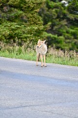Coyote