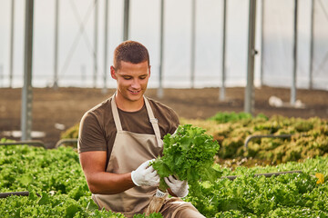 A young farmer holding a bundle of fresh lettuce, examining its quality inside a modern aquaponic greenhouse surrounded by vibrant greens.