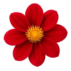 Close-Up of a Red Dahlia Flower with Yellow Center on White Background