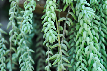 Sedum morganianum, Crassulaceae or Sedum or succulents
