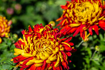 Red and yellow chrysanthemum flowers in a close up, spring concept, chrysanthemum flowers festival