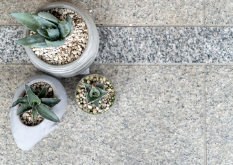 Sansevieria Robusta Blue, Aloe, and Haworthia Pinguicula in Decorative Pots