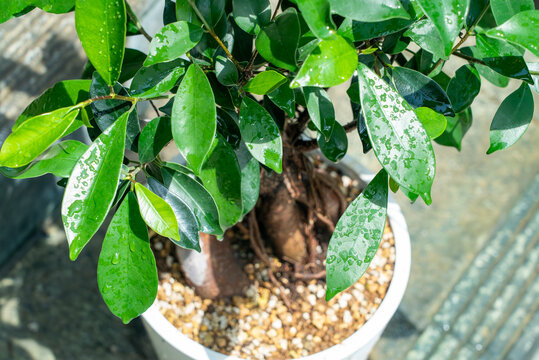 Ficus Microcarpa Ginseng in Sunlit Pot