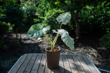 Variegated Alocasia Odora in Outdoor Setting