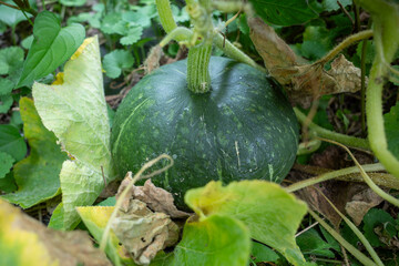 Green Pumpkin Growing on Vine