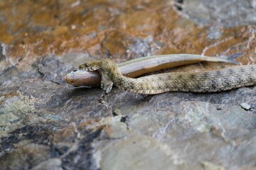 snake eating fish on the stone