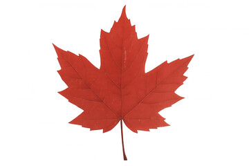 Naklejka premium Red maple leaf displaying vivid autumn coloration, showcasing delicate veining against transparent backdrop with crisp botanical clarity