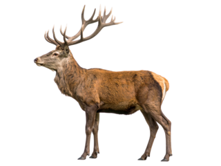 Majestic Red Deer Stag with Impressive Antlers, Isolated on a Clean White Background - Transparent Background