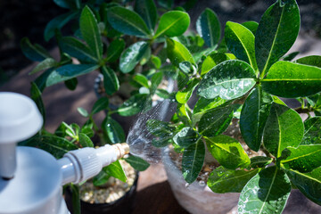 Adenium Leaves with Water Droplets in Sunlight