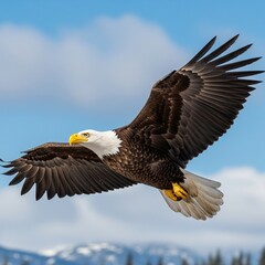 Fototapeta premium bald eagle in flight