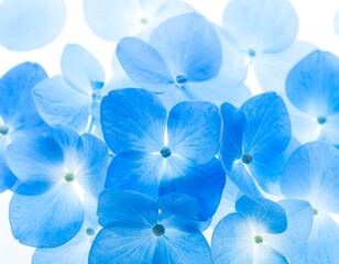 Light-blue hydrangea petals