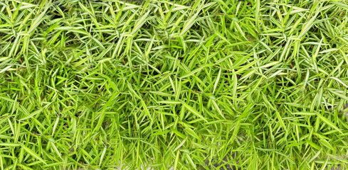 Thyrsostachys siamensis Gamble is a bamboo plant. It has small, green stems. The leaf surface is quite rough. It has green color interspersed with white stripes. Ornamental, for cats or other pets
