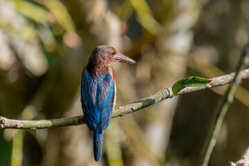A striking White-throated Kingfisher perches on a branch in a sun-dappled, leafy environment. Its vibrant blue wings and tail contrast with its rusty brown head and chest, while its long beak.