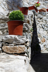 A fresh green basil plant in a terracotta pot sits on rustic, weathered stone steps in a...