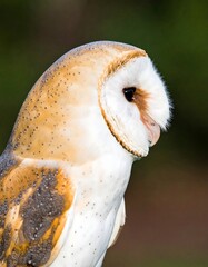 Barn owl profile