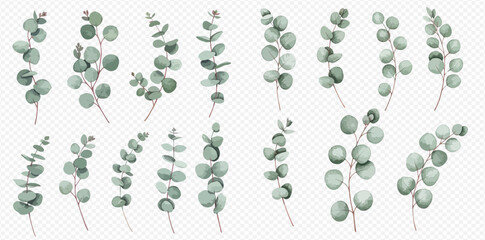 Collection of watercolor-style eucalyptus sprigs, various shapes and sizes, isolated on white. © studio