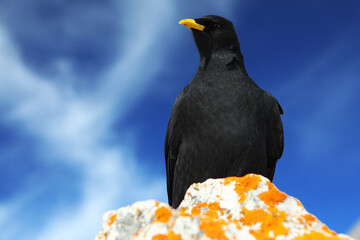 Alpine Chough