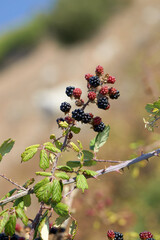 Ripe and red blackberries on bramble bush with blurred background