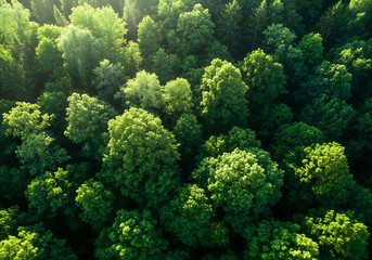 Lush green forest seen from above, natural light filtering through leaves texture.