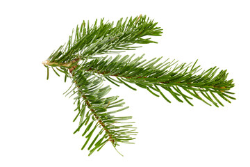 branch of a fir tree for christmas decoration isolated