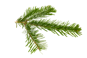 branch of a fir tree for christmas decoration isolated