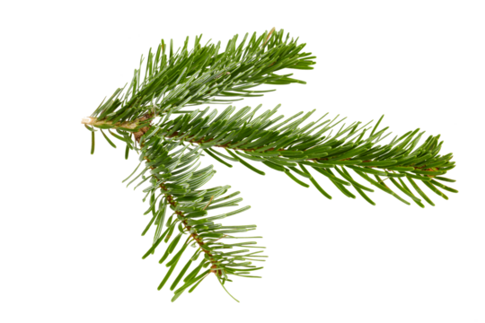 branch of a fir tree for christmas decoration isolated - Powered by Adobe