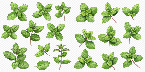 Collection of fresh mint leaves, various sizes and arrangements, isolated on white background. © studio